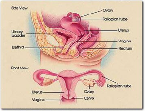 Fallopian Tube Recanalization Chhabra Hospital