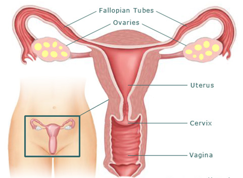 Fallopian Tube Recanalization Chhabra Hospital